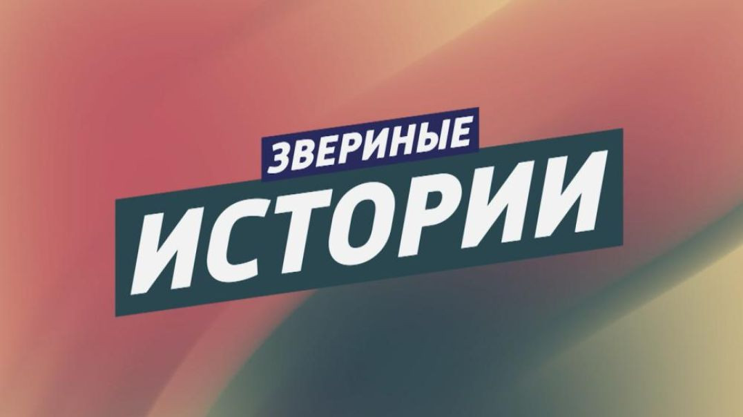 Звериные истории. Выпуск от 15.01.2025